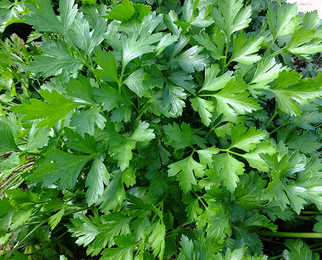 Parsley, Sage, Rosemary & Thyme | Lake Metroparks